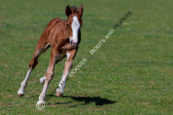 Attridges Equestrian Centre