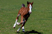 Attridges Equestrian Centre