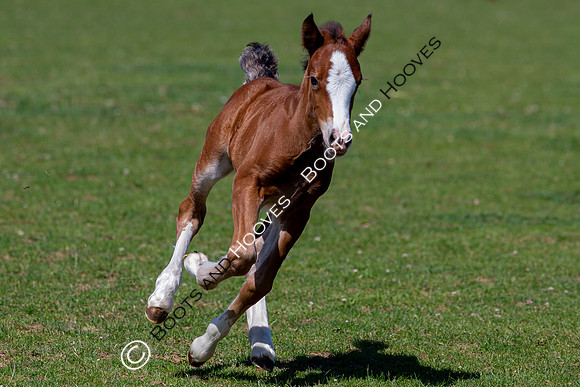 Attridges Equestrian Centre
