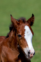 Attridges Equestrian Centre