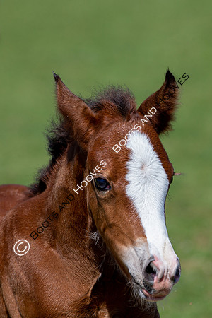 Attridges Equestrian Centre