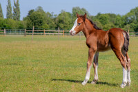 Attridges Equestrian Centre