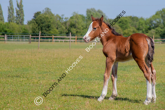 Attridges Equestrian Centre