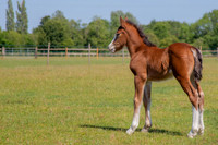 Attridges Equestrian Centre