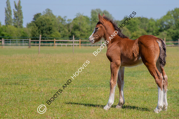 Attridges Equestrian Centre