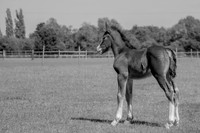 Attridges Equestrian Centre