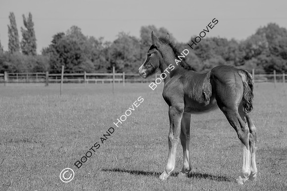 Attridges Equestrian Centre