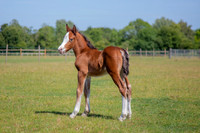 Attridges Equestrian Centre