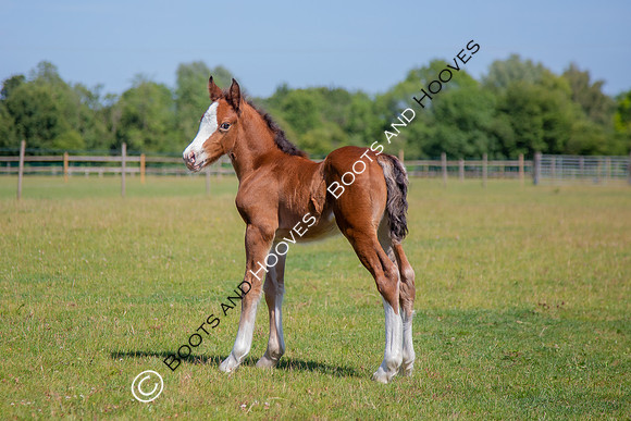 Attridges Equestrian Centre