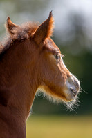Attridges Equestrian Centre