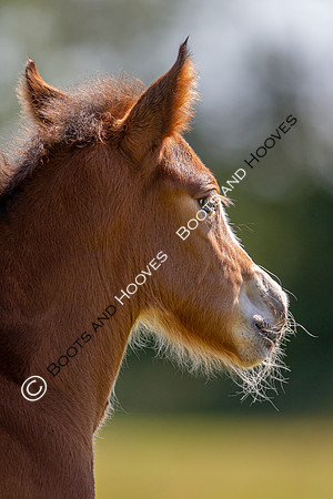 Attridges Equestrian Centre