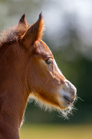 Attridges Equestrian Centre