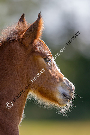 Attridges Equestrian Centre