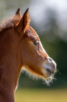 Attridges Equestrian Centre