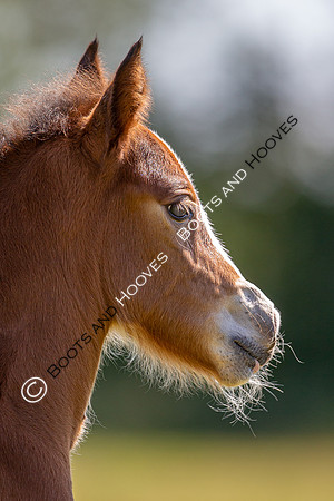 Attridges Equestrian Centre