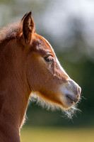 Attridges Equestrian Centre