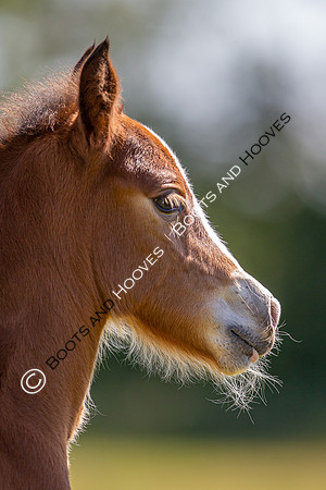 Attridges Equestrian Centre