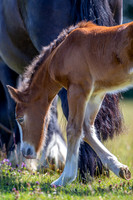 Attridges Equestrian Centre