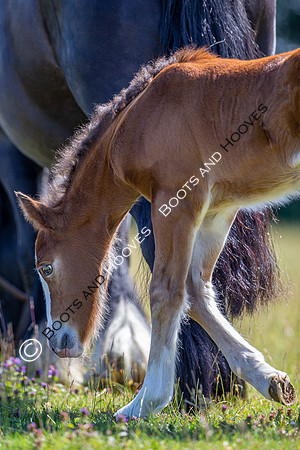 Attridges Equestrian Centre
