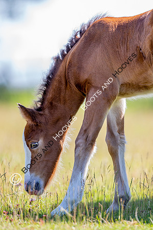 Attridges Equestrian Centre