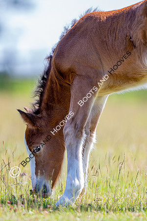 Attridges Equestrian Centre