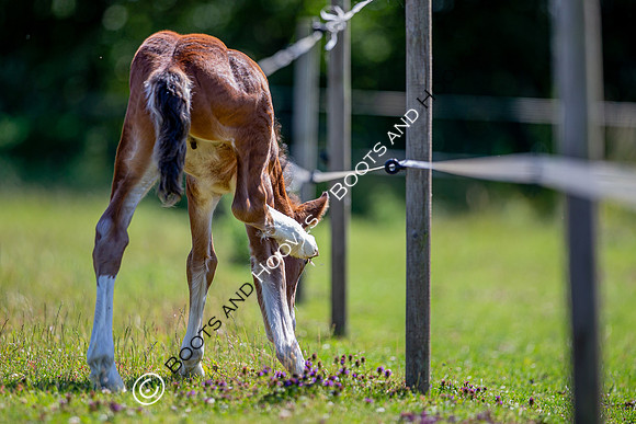 Attridges Equestrian Centre