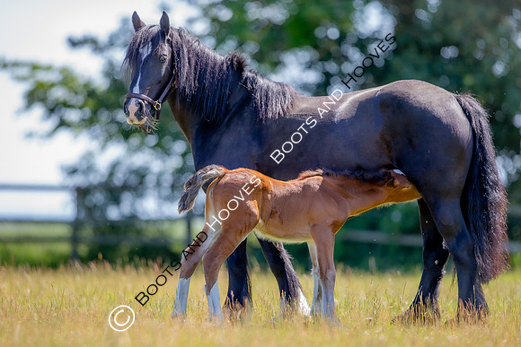 Attridges Equestrian Centre
