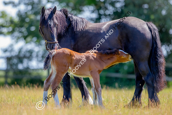 Attridges Equestrian Centre