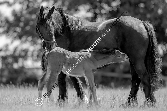 Attridges Equestrian Centre