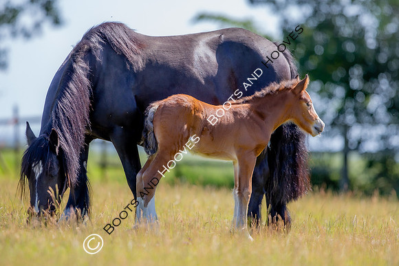Attridges Equestrian Centre