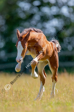 Attridges Equestrian Centre