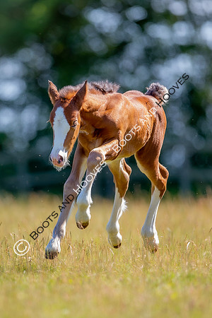 Attridges Equestrian Centre