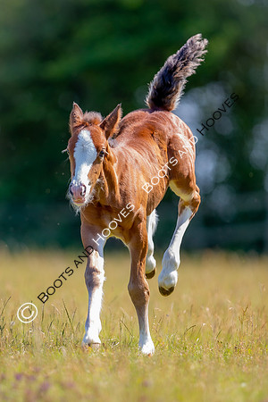 Attridges Equestrian Centre