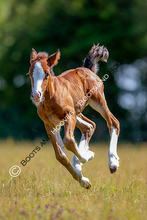 Attridges Equestrian Centre