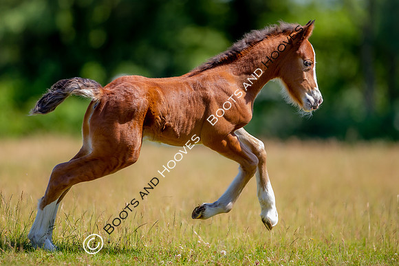 Attridges Equestrian Centre