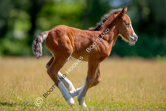Attridges Equestrian Centre