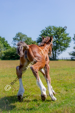 Attridges Equestrian Centre