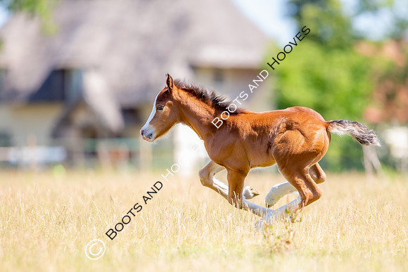 Attridges Equestrian Centre