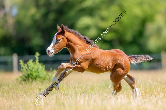 Attridges Equestrian Centre