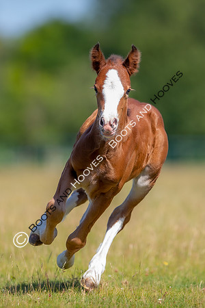 Attridges Equestrian Centre