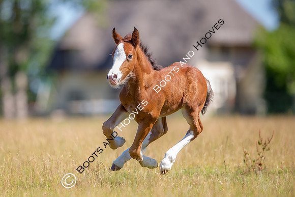 Attridges Equestrian Centre