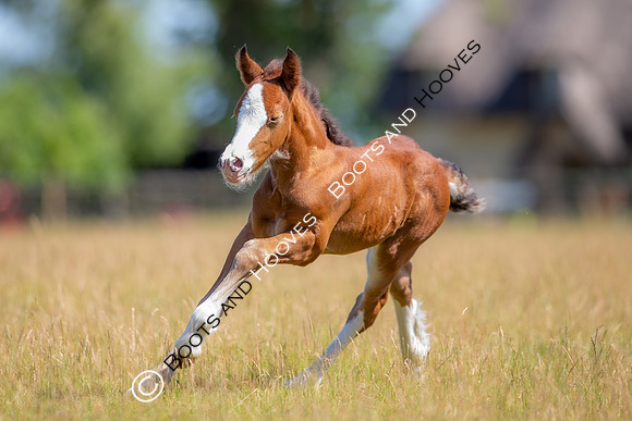 Attridges Equestrian Centre