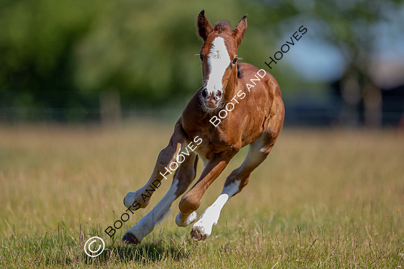 Attridges Equestrian Centre
