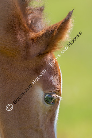 Attridges Equestrian Centre