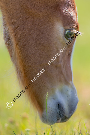 Attridges Equestrian Centre