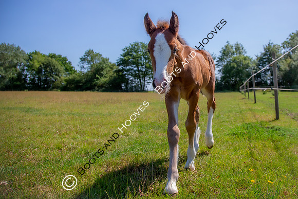 Attridges Equestrian Centre