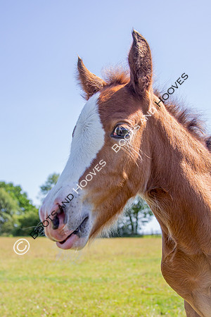 Attridges Equestrian Centre