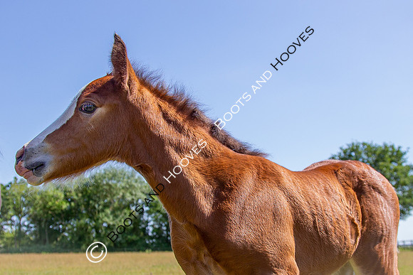 Attridges Equestrian Centre