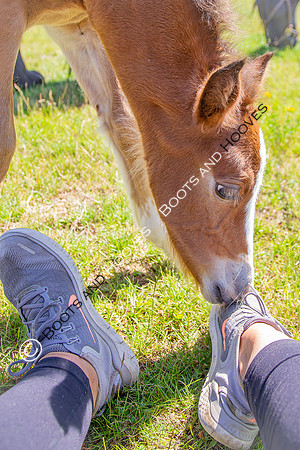 Attridges Equestrian Centre