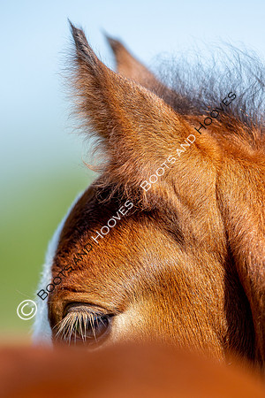 Attridges Equestrian Centre